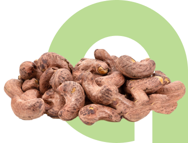 raw cashew nuts